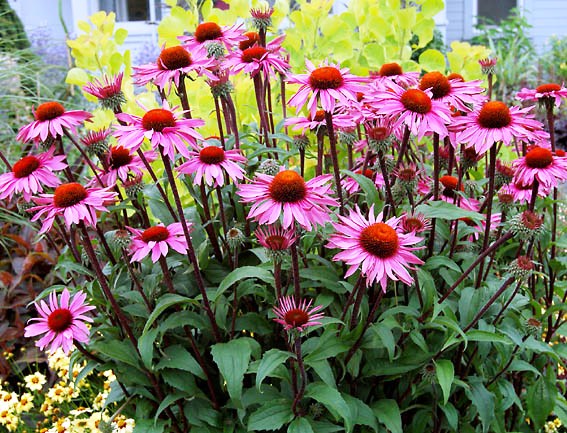 Sun-loving perennials that do really well in local gardens: