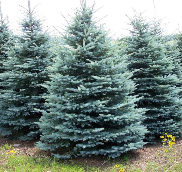 Colorado Blue Spruce 33